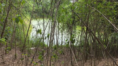 ที่ดินเกษตร ราคาถูก ไร่ละ 100,000.- ปลูกไม้ป่าผสม มีสวนมะม่วง และสวนไผ่