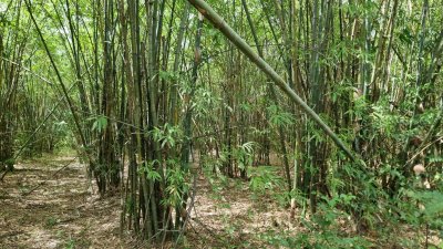 ที่ดินเกษตร ราคาถูก ไร่ละ 100,000.- ปลูกไม้ป่าผสม มีสวนมะม่วง และสวนไผ่ ที่ดินเกษตร ราคาถูก ไร่ละ 100,000.- ปลูกไม้ป่าผสม มีสวนมะม่วง และสวนไผ่