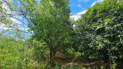 ที่ดินเกษตร ราคาถูก ไร่ละ 100,000.- ปลูกไม้ป่าผสม มีสวนมะม่วง และสวนไผ่