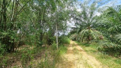 ที่ดินเกษตร ราคาถูก ไร่ละ 100,000.- ปลูกไม้ป่าผสม มีสวนมะม่วง และสวนไผ่