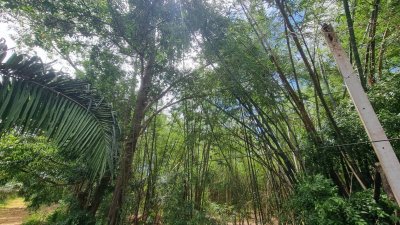 ที่ดินเกษตร ราคาถูก ไร่ละ 100,000.- ปลูกไม้ป่าผสม มีสวนมะม่วง และสวนไผ่ ที่ดินเกษตร ราคาถูก ไร่ละ 100,000.- ปลูกไม้ป่าผสม มีสวนมะม่วง และสวนไผ่