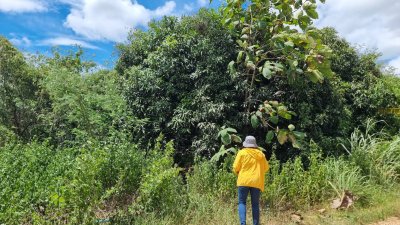ที่ดินเกษตร ราคาถูก ไร่ละ 100,000.- ปลูกไม้ป่าผสม มีสวนมะม่วง และสวนไผ่ ที่ดินเกษตร ราคาถูก ไร่ละ 100,000.- ปลูกไม้ป่าผสม มีสวนมะม่วง และสวนไผ่