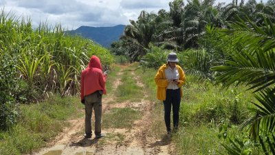 ที่ดินเกษตร ราคาถูก ไร่ละ 100,000.- ปลูกไม้ป่าผสม มีสวนมะม่วง และสวนไผ่