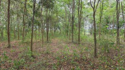 ที่ดินเกษตร ราคาถูก ไร่ละ 100,000.- ปลูกไม้ป่าผสม มีสวนมะม่วง และสวนไผ่