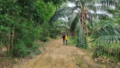 ที่ดินเกษตร ราคาถูก ไร่ละ 100,000.- ปลูกไม้ป่าผสม มีสวนมะม่วง และสวนไผ่