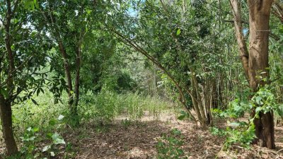 ที่ดินเกษตร ราคาถูก ไร่ละ 100,000.- ปลูกไม้ป่าผสม มีสวนมะม่วง และสวนไผ่