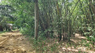 ที่ดินเกษตร ราคาถูก ไร่ละ 100,000.- ปลูกไม้ป่าผสม มีสวนมะม่วง และสวนไผ่ ที่ดินเกษตร ราคาถูก ไร่ละ 100,000.- ปลูกไม้ป่าผสม มีสวนมะม่วง และสวนไผ่