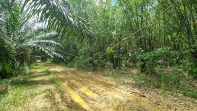 ที่ดินเกษตร ราคาถูก ไร่ละ 100,000.- ปลูกไม้ป่าผสม มีสวนมะม่วง และสวนไผ่