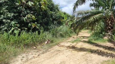 ที่ดินเกษตร ราคาถูก ไร่ละ 100,000.- ปลูกไม้ป่าผสม มีสวนมะม่วง และสวนไผ่ ที่ดินเกษตร ราคาถูก ไร่ละ 100,000.- ปลูกไม้ป่าผสม มีสวนมะม่วง และสวนไผ่