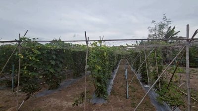 บ้านพร้อมสวนเกษตรผสมผสาน และโคกหนองนา 8 ไร่ ขาย 2,900,000บาท