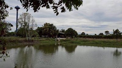 บ้านพร้อมสวนเกษตรผสมผสาน และโคกหนองนา 8 ไร่ ขาย 2,900,000บาท