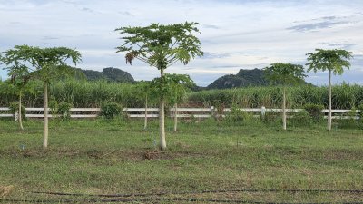 ที่ดินบ้านสวน ปัจจุบันปลูกสวนผสมผสาน 1 ไร่ 3 งาน 59 ตร.วา