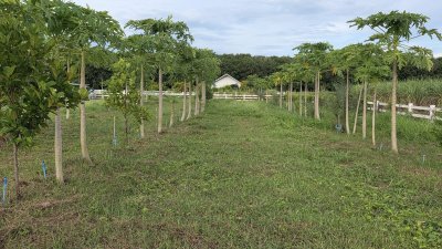 ที่ดินบ้านสวน ปัจจุบันปลูกสวนผสมผสาน 1 ไร่ 3 งาน 59 ตร.วา