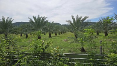 ที่ดินโฉนด 2 ไร่ ไร่ละ 460,000 บาท มีต้นไม้ผสมผสาน