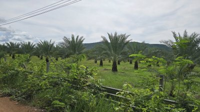 ที่ดินโฉนด 2 ไร่ ไร่ละ 460,000 บาท มีต้นไม้ผสมผสาน