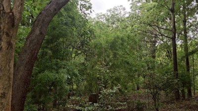 สวนป่าไม้ผสมผสานอายุกว่า 20 ปี 4 ไร่ 3 งาน ไร่ละ 460,000 บาท