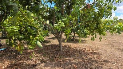 ที่สวนมะม่วง 350 ตร.วา มีน้ำประปา+ไฟฟ้า ใกล้ถนนทางหลวงชนบท