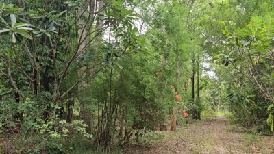 สวนป่าไม้ผสมผสานอายุกว่า 20 ปี 4 ไร่ 3 งาน ไร่ละ 460,000 บาท