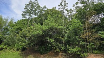 ที่ดินโฉนด 2 ไร่ ไร่ละ 460,000 บาท มีต้นไม้ผสมผสาน