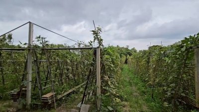 บ้านพร้อมที่ดินสำหรับทำการเกษตร 7 ไร่ ไร่ละ 430,000 บาท