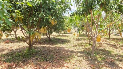 ที่สวนมะม่วง เนื้อที่ 350 ตร.วา ราคา 790,000 บาท