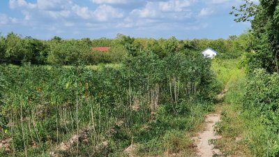 ขายที่ดินอำเภอสวนผึ้งติดถนนลาดยาง 5 ไร่