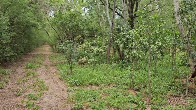 สวนป่าไม้ผสมผสานอายุกว่า 20 ปี 4 ไร่ 3 งาน ไร่ละ 460,000 บาท สวนป่าไม้ผสมผสานอายุกว่า 20 ปี 4 ไร่ 3 งาน ไร่ละ 460,000 บาท