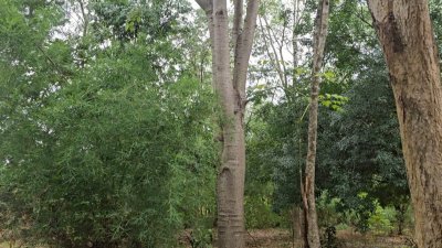 สวนป่าไม้ผสมผสานอายุกว่า 20 ปี 4 ไร่ 3 งาน ไร่ละ 460,000 บาท