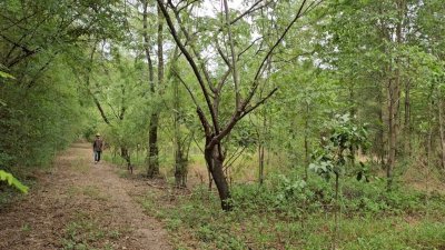 สวนป่าไม้ผสมผสานอายุกว่า 20 ปี 4 ไร่ 3 งาน ไร่ละ 460,000 บาท สวนป่าไม้ผสมผสานอายุกว่า 20 ปี 4 ไร่ 3 งาน ไร่ละ 460,000 บาท