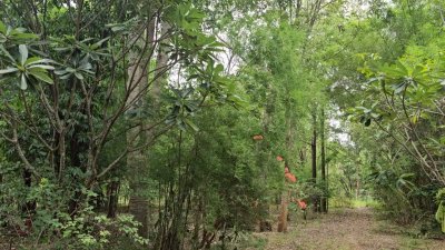 สวนป่าไม้ผสมผสานอายุกว่า 20 ปี 4 ไร่ 3 งาน ไร่ละ 460,000 บาท