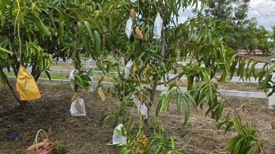 ที่สวนมะม่วง 350 ตร.วา มีน้ำประปา+ไฟฟ้า ใกล้ถนนทางหลวงชนบท