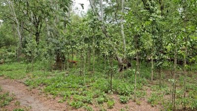 สวนป่าไม้ผสมผสานอายุกว่า 20 ปี 4 ไร่ 3 งาน ไร่ละ 460,000 บาท สวนป่าไม้ผสมผสานอายุกว่า 20 ปี 4 ไร่ 3 งาน ไร่ละ 460,000 บาท