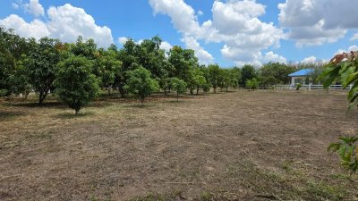 ที่สวนมะม่วง 350 ตร.วา มีน้ำประปา+ไฟฟ้า ใกล้ถนนทางหลวงชนบท