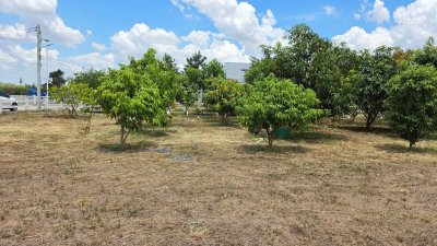 ที่สวนมะม่วง เนื้อที่ 350 ตร.วา ราคา 790,000 บาท