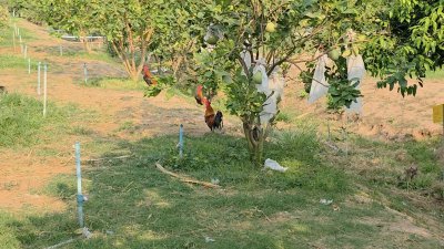 บ้านสวนเกษตรผสมผสานไม้กิน พร้อมบ้าน 2 หลัง