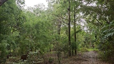 สวนป่าไม้ผสมผสานอายุกว่า 20 ปี 4 ไร่ 3 งาน ไร่ละ 460,000 บาท