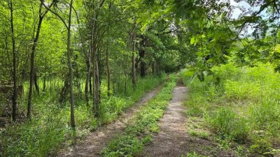 สวนป่าไม้ผสมผสานอายุกว่า 20 ปี 4 ไร่ 3 งาน ไร่ละ 460,000 บาท