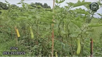 สวนเกษตรในอำเภอเมืองราชบุรี เนื้อที่ 5 ไร่ 1 งาน