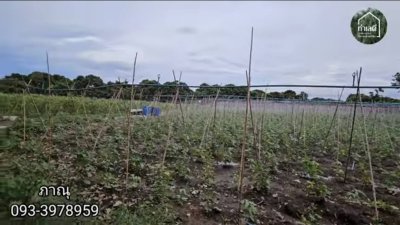 สวนเกษตรในอำเภอเมืองราชบุรี เนื้อที่ 5 ไร่ 1 งาน