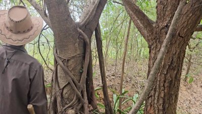 สวนป่าไม้ผสมผสานอายุกว่า 20 ปี 4 ไร่ 3 งาน ไร่ละ 460,000 บาท สวนป่าไม้ผสมผสานอายุกว่า 20 ปี 4 ไร่ 3 งาน ไร่ละ 460,000 บาท