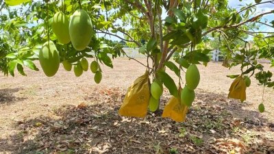 ที่สวนมะม่วง 350 ตร.วา มีน้ำประปา+ไฟฟ้า ใกล้ถนนทางหลวงชนบท