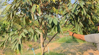 บ้านสวนเกษตรผสมผสานไม้กิน พร้อมบ้าน 2 หลัง