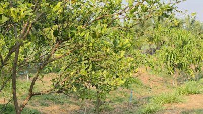 บ้านสวนเกษตรผสมผสานไม้กิน พร้อมบ้าน 2 หลัง