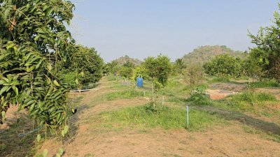 บ้านสวนเกษตรผสมผสานไม้กิน พร้อมบ้าน 2 หลัง