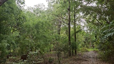 สวนป่าไม้ผสมผสานอายุกว่า 20 ปี 4 ไร่ 3 งาน ไร่ละ 460,000 บาท สวนป่าไม้ผสมผสานอายุกว่า 20 ปี 4 ไร่ 3 งาน ไร่ละ 460,000 บาท