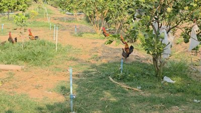 บ้านสวนเกษตรผสมผสานไม้กิน พร้อมบ้าน 2 หลัง