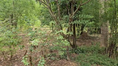 สวนป่าไม้ผสมผสานอายุกว่า 20 ปี 4 ไร่ 3 งาน ไร่ละ 460,000 บาท