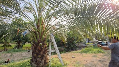 บ้านสวนเกษตรผสมผสานไม้กิน พร้อมบ้าน 2 หลัง