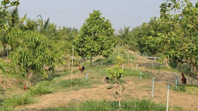 บ้านสวนเกษตรผสมผสานไม้กิน พร้อมบ้าน 2 หลัง