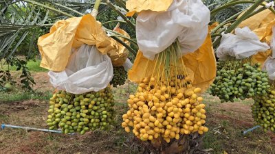 บ้านสวนเกษตรผสมผสานไม้กิน พร้อมบ้าน 2 หลัง